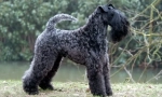 Kerry blue terrier (fotó): kék álom sok kutya tenyésztő